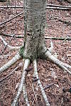 Click to see YIMG-1794.JPG
