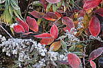 Click to see YIMG-1831.JPG