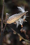 Click to see YIMG-1836.JPG