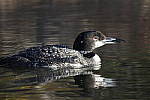 Click to see YIMG-1870.JPG