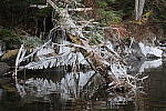 Click to see YIMG-1940.JPG