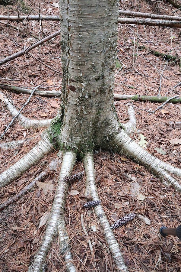 Canon M100 Review: Field Test -- Gallery Image