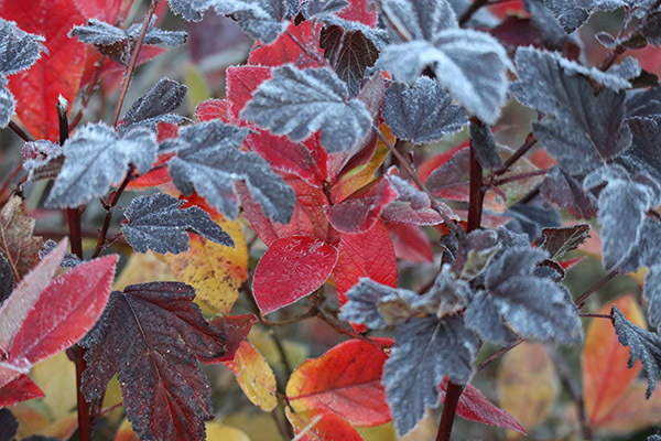 Canon M100 Review: Field Test -- Gallery Image