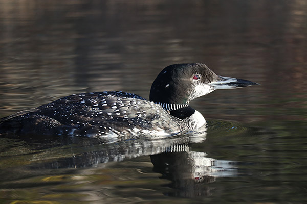 Canon M100 Review: Field Test -- Gallery Image