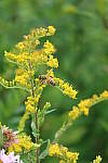Click to see YIMG_0781.JPG