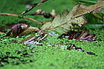 Click to see YIMG_0786.JPG