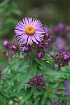 Click to see YIMG_0820.JPG
