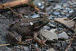 Click to see YIMG_0950.JPG