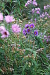 Click to see YIMG_0986.JPG
