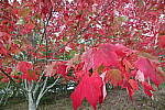 Click to see YIMG_1119.JPG