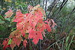 Click to see YIMG_1126.JPG