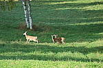 Click to see YIMG_1184.JPG