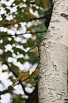 Click to see YIMG_1409.JPG