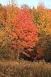 Click to see YIMG_1645.JPG