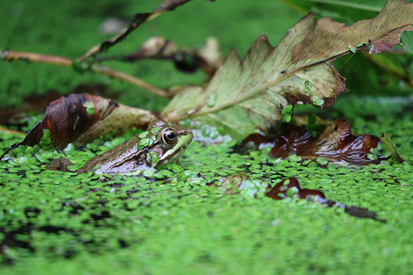 Canon M3 Field Test -- Gallery Image