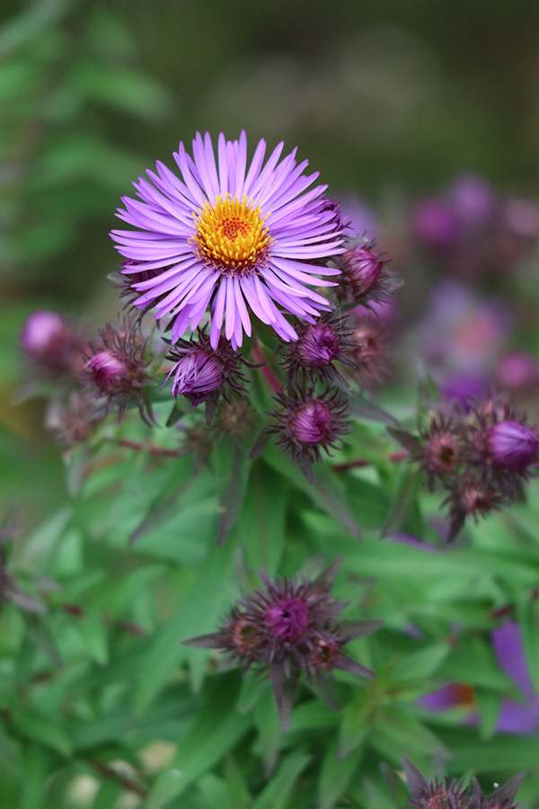Canon M3 Field Test -- Gallery Image