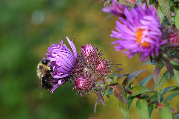 Canon M3 Field Test -- Gallery Image