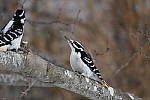 Click to see YIMG_0461.JPG