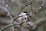 Click to see YIMG_0495.JPG