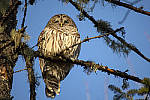 Click to see YIMG_0702-MOD.JPG