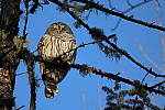 Click to see YIMG_0702.JPG