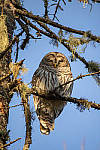 Click to see YIMG_0710-MOD.JPG