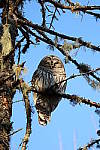 Click to see YIMG_0710.JPG