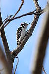 Click to see YIMG_0788.JPG