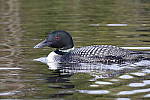 Click to see Y-MG-0052.JPG