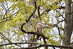 Click to see Y-MG-0087.JPG