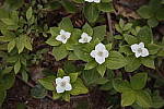 Click to see Y-MG-0464.JPG