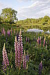 Click to see Y-MG-0533.JPG