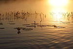 Click to see Y-MG-0563.JPG
