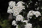 Click to see Y-MG-0709.JPG