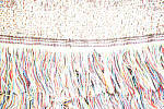 Click to see Y-MG-0734-RAW-PLUS-3EV.JPG