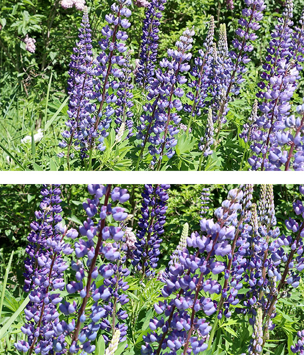 Canon EOS M50 Review: Field Test -- Wireless
