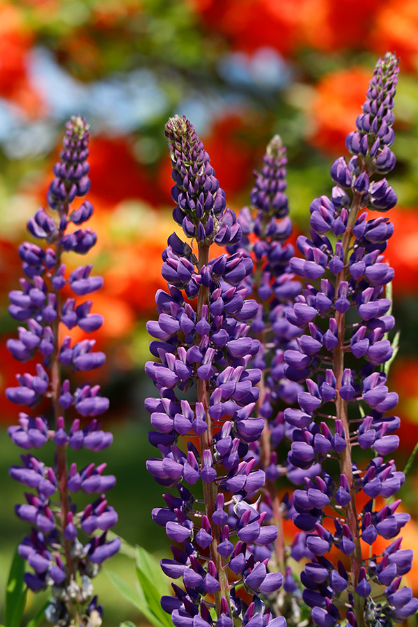 Canon EOS M50 Review: Field Test -- Gallery Image