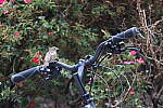 Click to see YIMG_1736.JPG