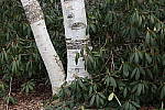 Click to see YIMG_0591.JPG