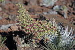 Click to see Y-JG-458A0868.JPG