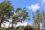 Click to see Y-WB-444A0102.JPG