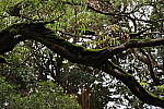 Click to see Y-WB-444A0543.JPG