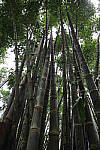 Click to see Y-WB-444A0661.JPG