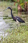 Click to see Y-JG-CANON-EOS-R10-0487.JPG
