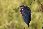 Click to see Y-WB-R10-IMG_0032.JPG