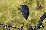 Click to see Y-WB-R10-IMG_0044.JPG