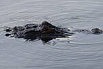 Click to see Y-WB-R10-IMG_0047.JPG