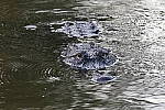 Click to see Y-WB-R10-IMG_0056.JPG