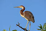 Click to see Y-WB-R10-IMG_0063.JPG