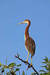 Click to see Y-WB-R10-IMG_0069.JPG